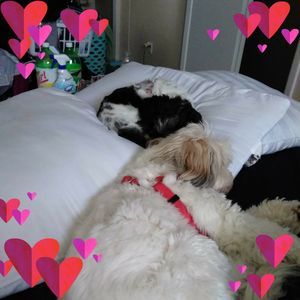 Meet your Posher, Lizzie ann